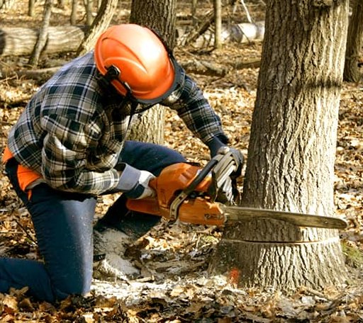 Tree Removal in Martinsville, IL